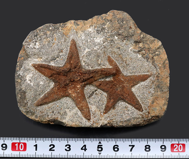 まさに星型!2体が並んだ美しき標本、古生代オルドビス紀のヒトデ、ペトラスター(Petraster)のマルチプレート化石(その9)