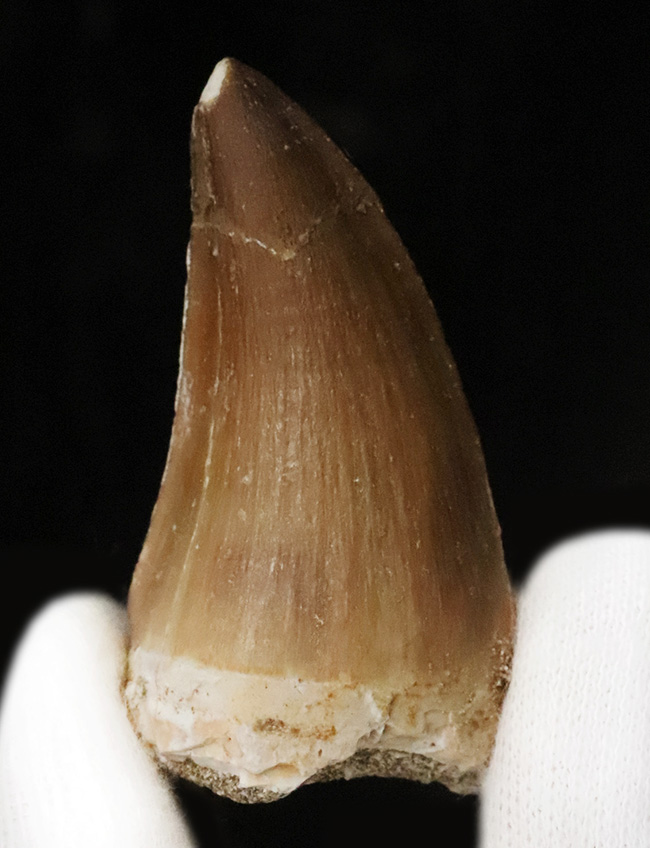 白亜紀後期のトッププレデター、モササウルス(Mosasaurus)の鋭く、太い、良質の歯化石(その1)