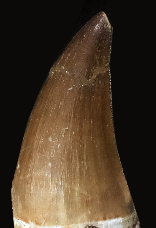 白亜紀後期のトッププレデター、モササウルス(Mosasaurus)の鋭く、太い、良質の歯化石(その2)