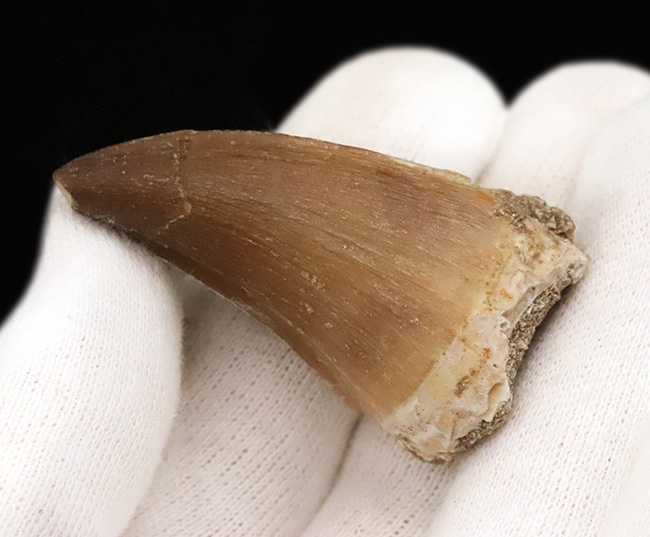 白亜紀後期のトッププレデター、モササウルス(Mosasaurus)の鋭く、太い、良質の歯化石(その3)