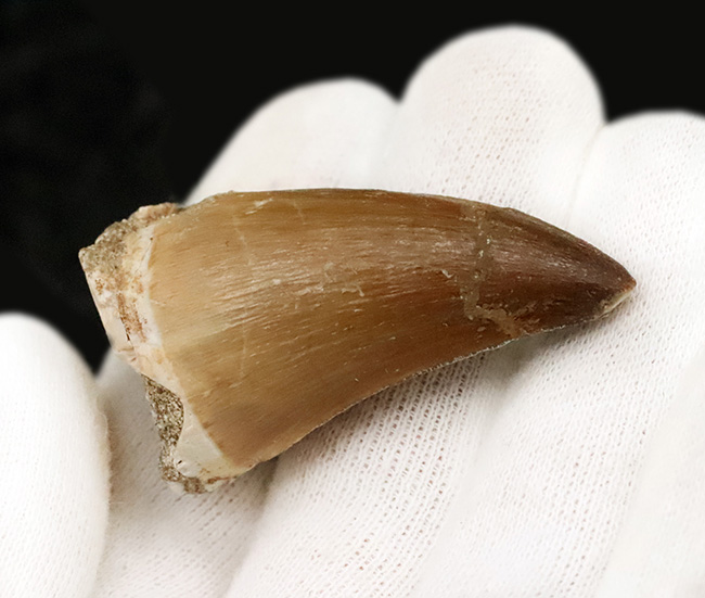 白亜紀後期のトッププレデター、モササウルス(Mosasaurus)の鋭く、太い、良質の歯化石(その4)
