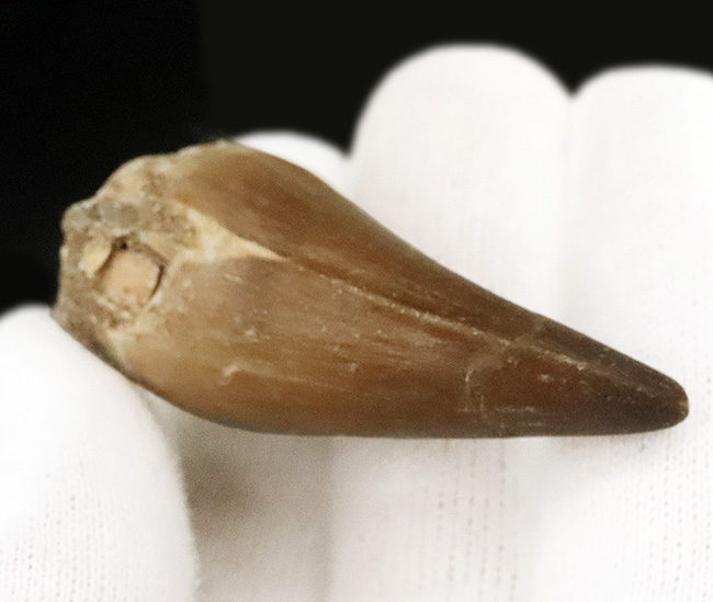 白亜紀後期のトッププレデター、モササウルス(Mosasaurus)の鋭く、太い、良質の歯化石(その5)