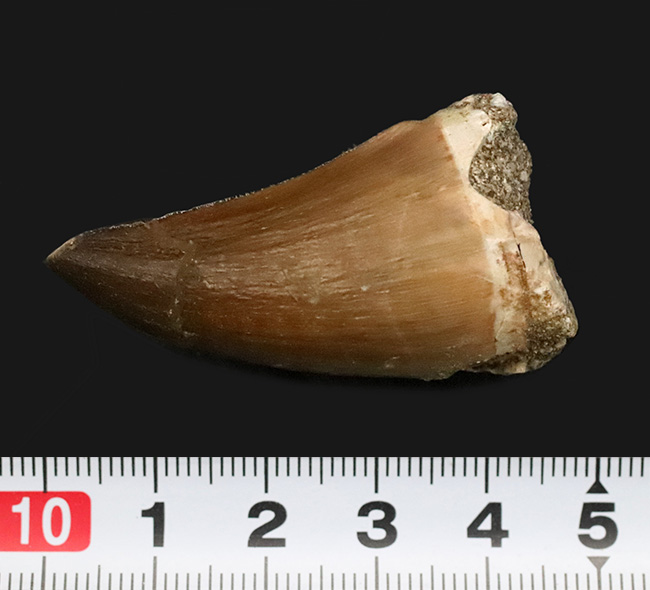 白亜紀後期のトッププレデター、モササウルス(Mosasaurus)の鋭く、太い、良質の歯化石(その7)