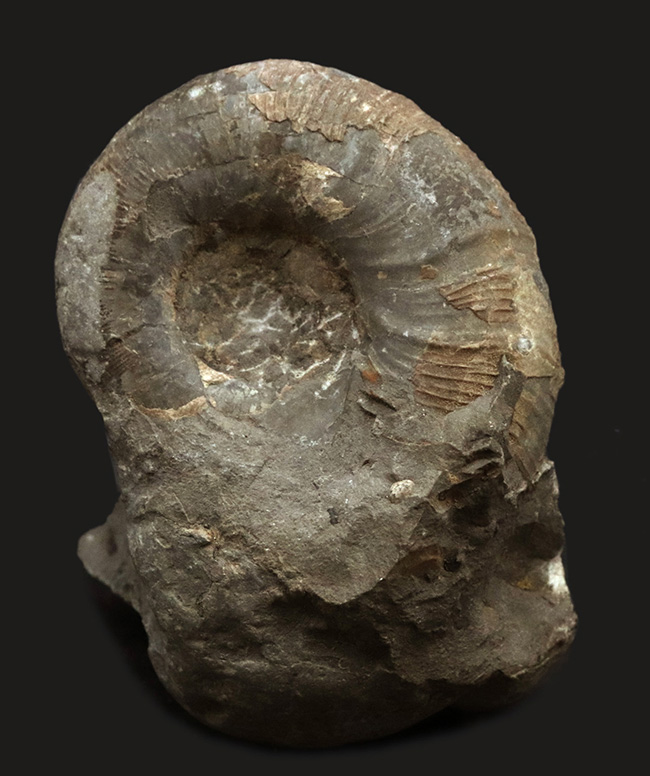 北海道の白亜紀の地層を代表する一品、良い角度で自立展示できるアナゴードリセラス（Anagaudryceras）（その1）
