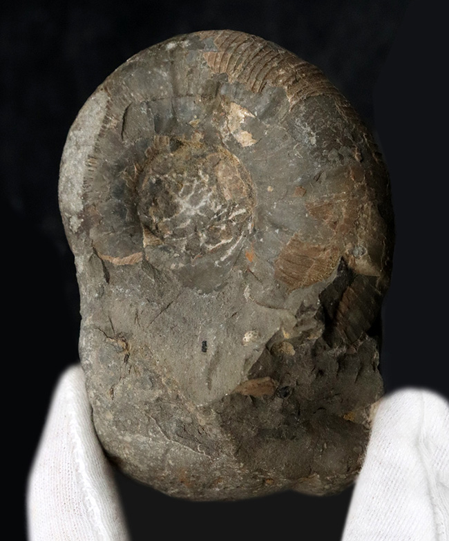 北海道の白亜紀の地層を代表する一品、良い角度で自立展示できるアナゴードリセラス（Anagaudryceras）（その2）