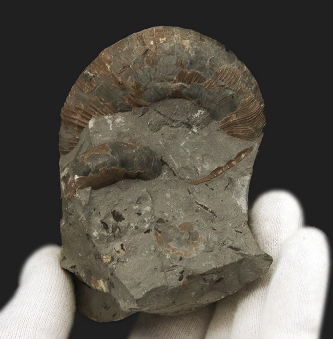 北海道の白亜紀の地層を代表する一品、良い角度で自立展示できる