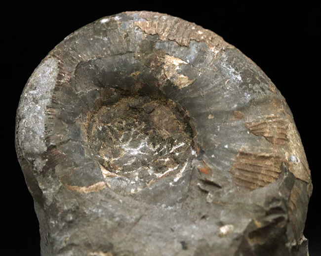北海道の白亜紀の地層を代表する一品、良い角度で自立展示できるアナゴードリセラス（Anagaudryceras）（その4）