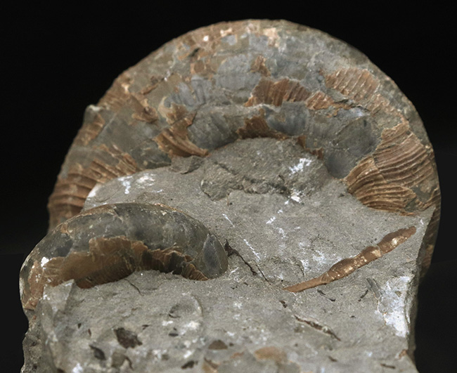 北海道の白亜紀の地層を代表する一品、良い角度で自立展示できる