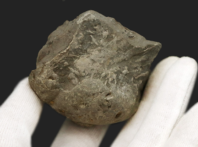 北海道の白亜紀の地層を代表する一品、良い角度で自立展示できるアナゴードリセラス（Anagaudryceras）（その7）