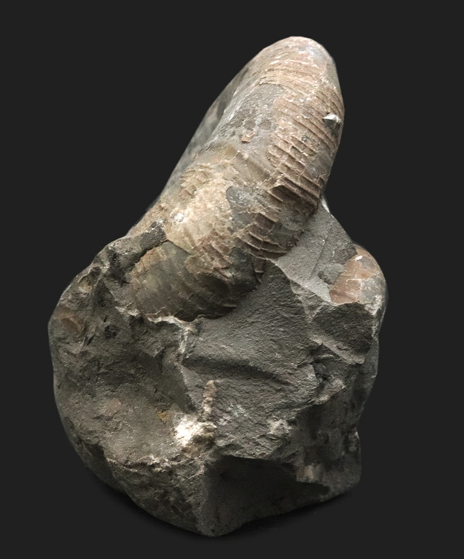 北海道の白亜紀の地層を代表する一品、良い角度で自立展示できる