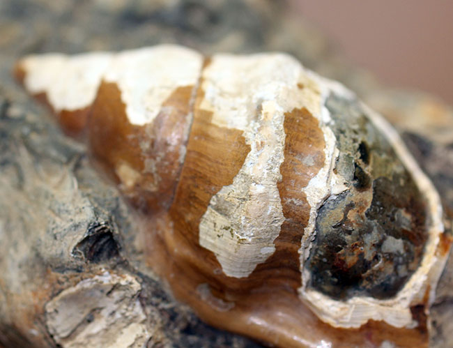 二本木コレクション。北海道、天塩中川、化石沢で採集された白亜紀巻き貝（その10）