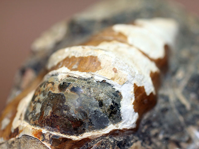 二本木コレクション。北海道、天塩中川、化石沢で採集された白亜紀巻き貝（その11）
