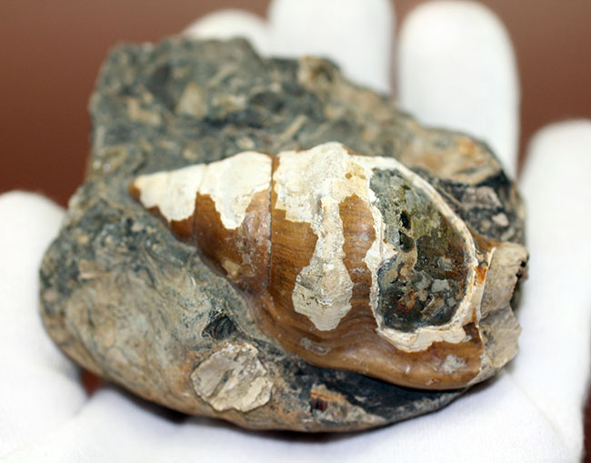 二本木コレクション。北海道、天塩中川、化石沢で採集された白亜紀巻き貝（その12）