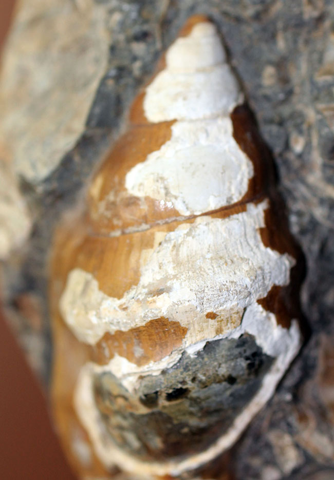 二本木コレクション。北海道、天塩中川、化石沢で採集された白亜紀巻き貝（その13）