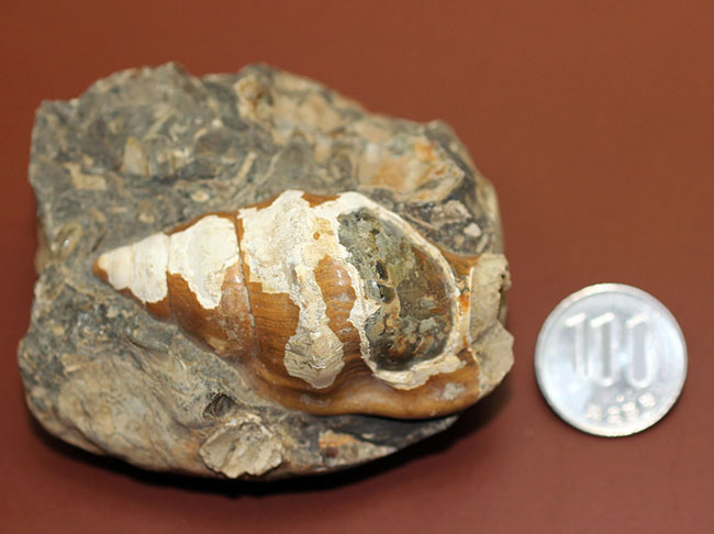 二本木コレクション。北海道、天塩中川、化石沢で採集された白亜紀巻き貝（その14）