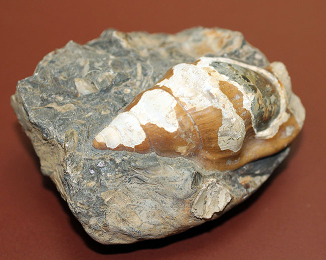 二本木コレクション。北海道、天塩中川、化石沢で採集された白亜紀巻き貝（その7）