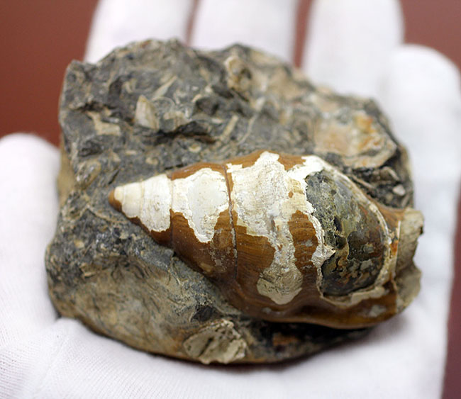 二本木コレクション。北海道、天塩中川、化石沢で採集された白亜紀巻き貝（その8）