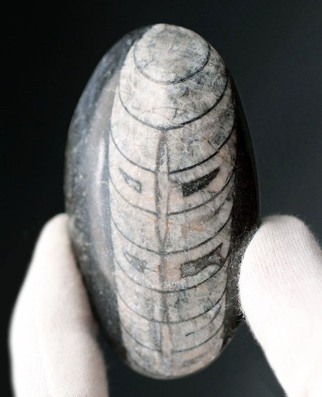 古生代の代表的な頭足類の一つ、直角貝ことオルソセラス（Orthoceras）科の生物の化石（その2）