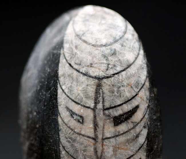 古生代の代表的な頭足類の一つ、直角貝ことオルソセラス（Orthoceras）科の生物の化石（その3）