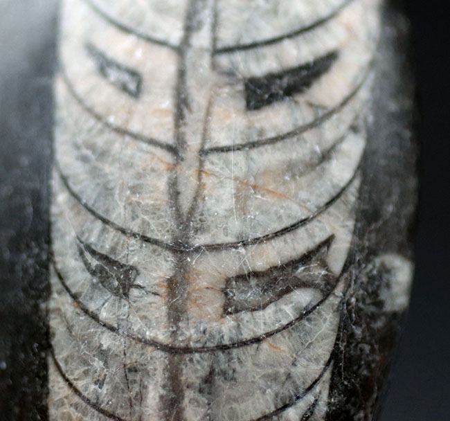 古生代の代表的な頭足類の一つ、直角貝ことオルソセラス（Orthoceras）科の生物の化石（その4）