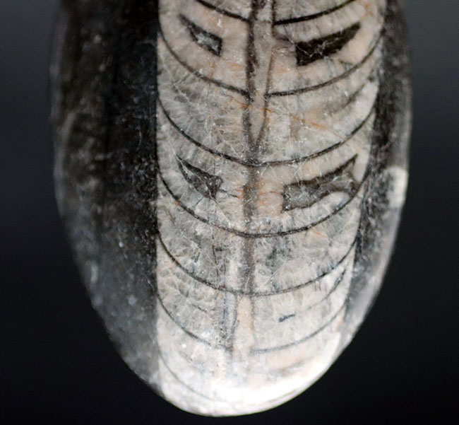古生代の代表的な頭足類の一つ、直角貝ことオルソセラス（Orthoceras）科の生物の化石（その5）