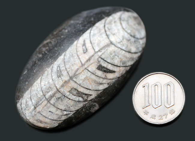 古生代の代表的な頭足類の一つ、直角貝ことオルソセラス（Orthoceras）科の生物の化石（その8）