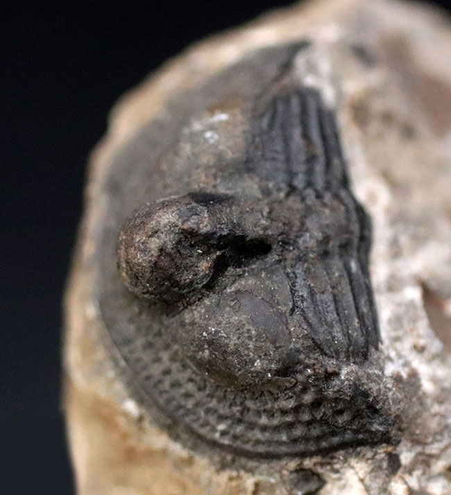 一風変わった、古生代オルドビス紀の三葉虫、オンニア（Onnia）の化石（その1）