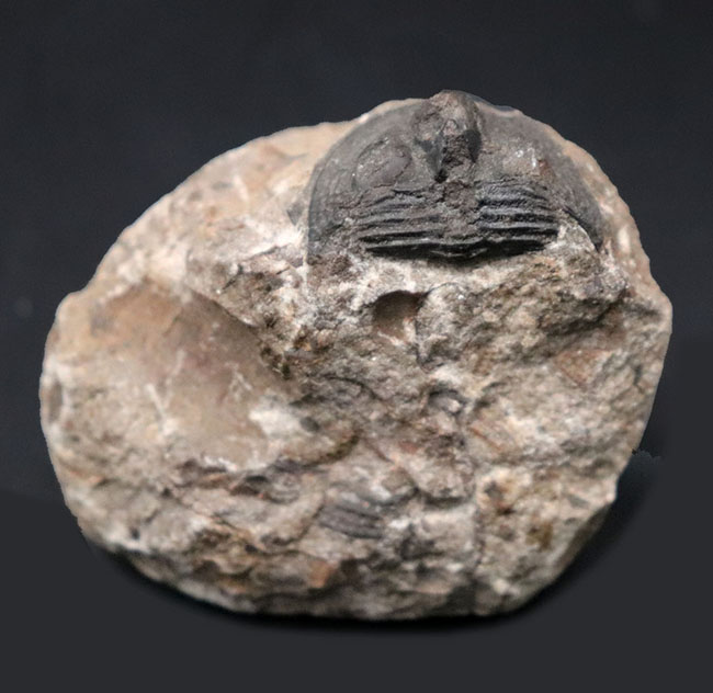 一風変わった、古生代オルドビス紀の三葉虫、オンニア（Onnia）の化石（その2）