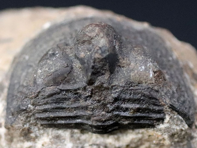 一風変わった、古生代オルドビス紀の三葉虫、オンニア（Onnia）の化石（その3）