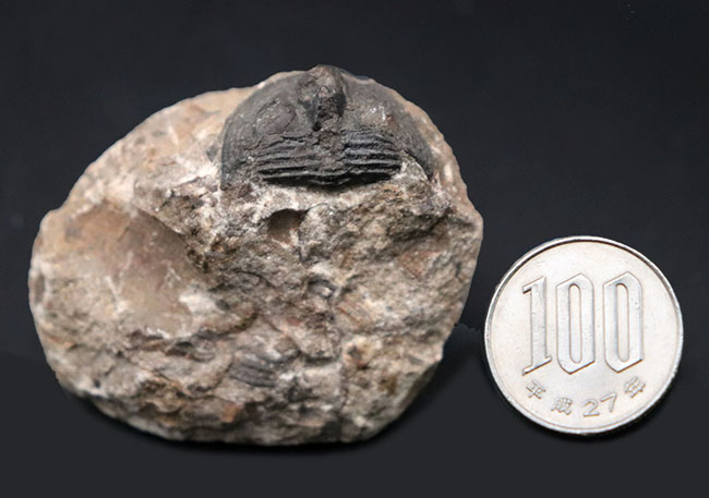 一風変わった、古生代オルドビス紀の三葉虫、オンニア（Onnia）の化石（その8）