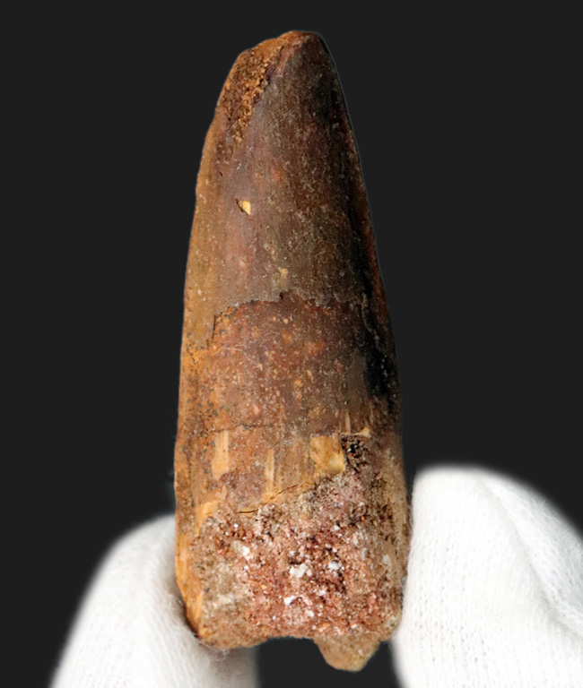 およそ1億年前の北アフリカの王者、スピノサウルス(Spinosaurus)の歯化石(その1)