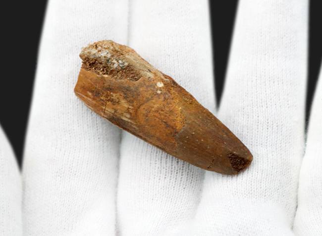 およそ1億年前の北アフリカの王者、スピノサウルス(Spinosaurus)の歯化石(その3)