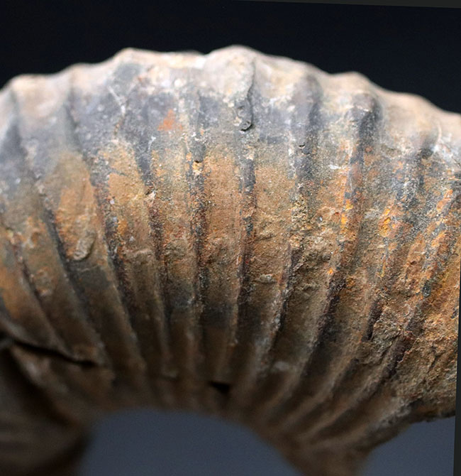 レアを地で行く、ザ・希少種、プラビトセラス（Pravitoceras）の螺環部分化石。白亜紀異常巻きアンモナイト（その2）