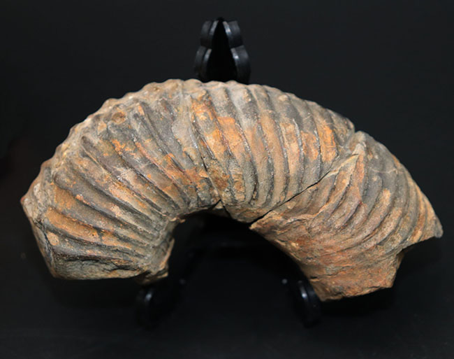 レアを地で行く、ザ・希少種、プラビトセラス（Pravitoceras）の螺環部分化石。白亜紀異常巻きアンモナイト（その7）