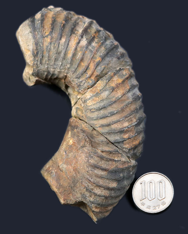 レアを地で行く、ザ・希少種、プラビトセラス（Pravitoceras）の螺環部分化石。白亜紀異常巻きアンモナイト（その8）