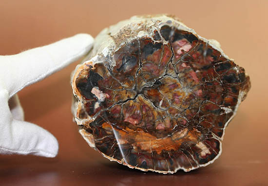 シックブラランにため息が漏れる、古代の切り株。マダガスカル産珪化木（ケイカボク）（その8）