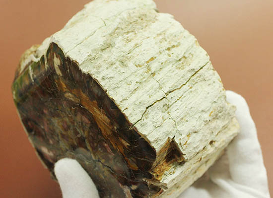 シックブラランにため息が漏れる、古代の切り株。マダガスカル産珪化木（ケイカボク）（その9）