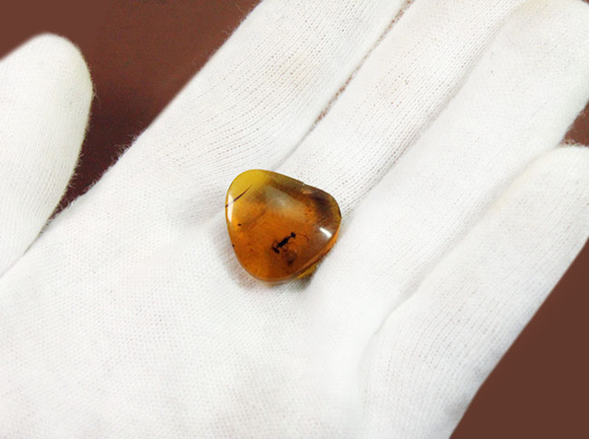 琥珀コレクター必見！白亜紀のアリが内包された貴重なバーマイト