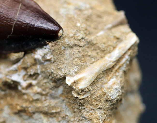 厳選巨大標本！母岩と一体型！カーブ計測で６センチに達する、極めて上質なモササウルスの歯化石（その6）