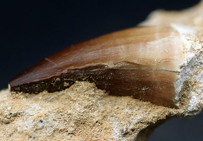 モササウルス　母岩付き標本　極美麗　特大　56mm 厳選巨大標本！母岩と一体型！カーブ計測で6センチに達する