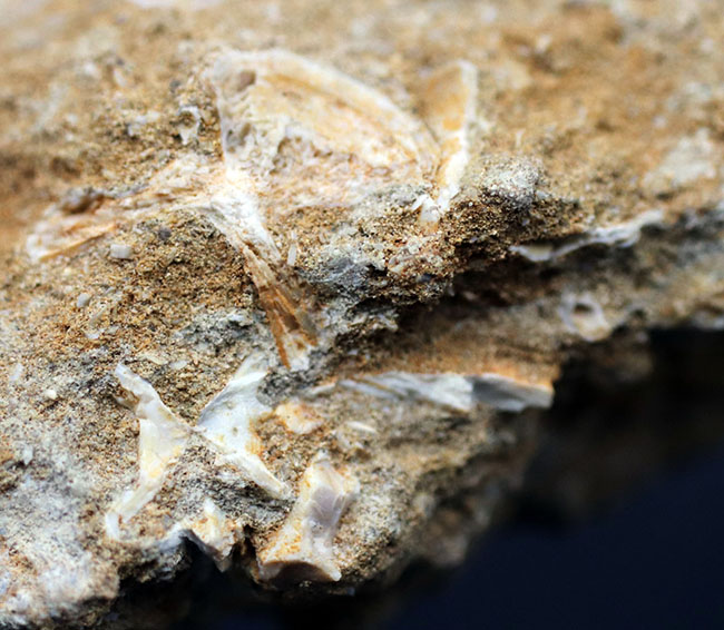 厳選巨大標本！母岩と一体型！カーブ計測で６センチに達する、極めて上質なモササウルスの歯化石（その9）