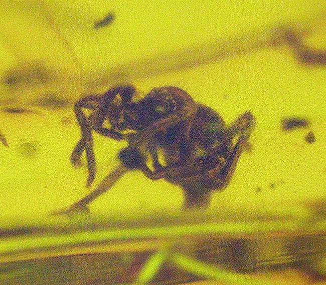 極めて透明度高し!虫多数内包!およそ3000万年前の虫を内包した内包したドミニカ産琥珀(Amber)(その1)