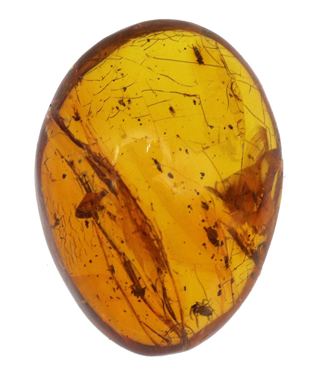 極めて透明度高し!虫多数内包!およそ3000万年前の虫を内包した内包したドミニカ産琥珀(Amber)(その2)