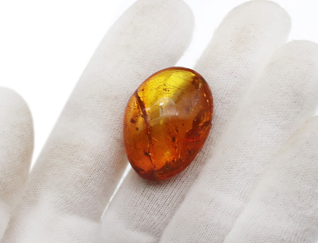 極めて透明度高し！虫多数内包！およそ3000万年前の虫を内包した