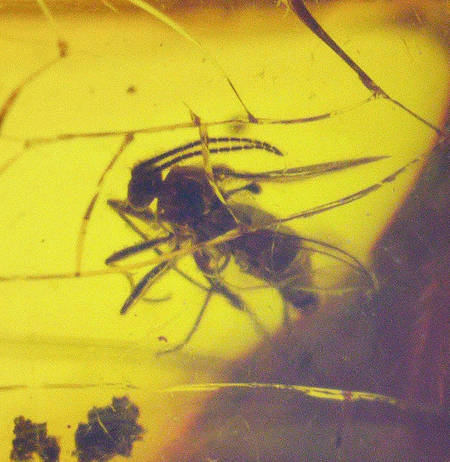 極めて透明度高し!虫多数内包!およそ3000万年前の虫を内包した内包したドミニカ産琥珀(Amber)(その4)