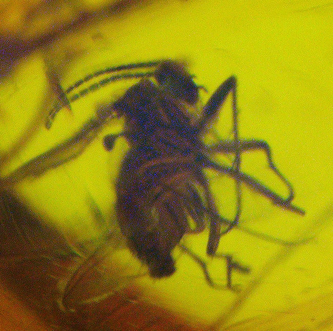 極めて透明度高し!虫多数内包!およそ3000万年前の虫を内包した内包したドミニカ産琥珀(Amber)(その5)