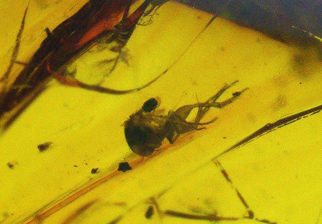 極めて透明度高し!虫多数内包!およそ3000万年前の虫を内包した内包したドミニカ産琥珀(Amber)(その6)