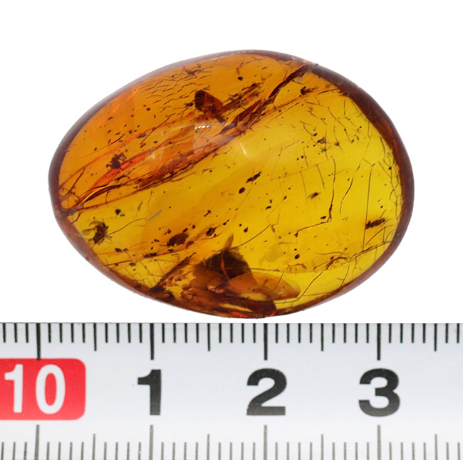 極めて透明度高し！虫多数内包！およそ３０００万年前の虫を閉じ込めた内包したドミニカ産琥珀（Amber）（その8）
