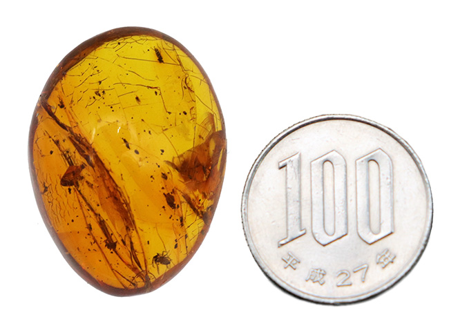 極めて透明度高し!虫多数内包!およそ3000万年前の虫を内包した内包したドミニカ産琥珀(Amber)(その9)