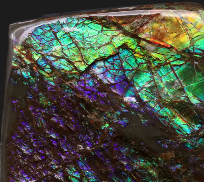 希少色、パーブルを呈するゴージャスなアンモ”ラ”イト(Ammolite)の大型ピース(その1)